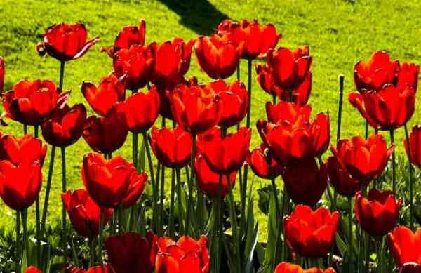 flowers bloom at mughal garden