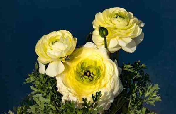 flowers bloom at mughal garden