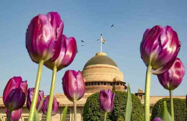 flowers bloom at mughal garden