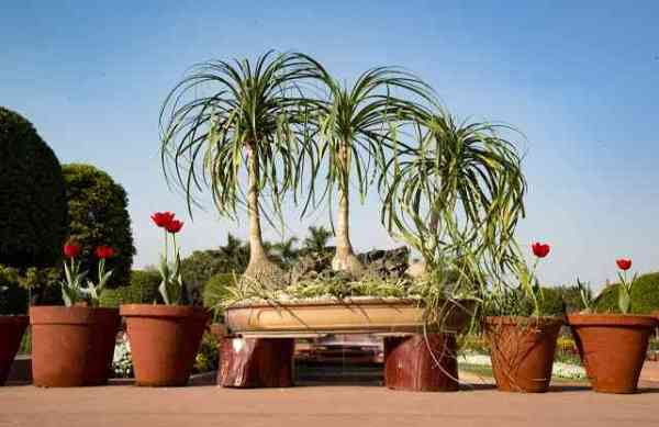 flowers bloom at mughal garden