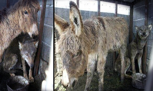 government,villagers,Albania,friendship,Donkey,save,wolf,together,opportunity,Hungry,unbelievable,