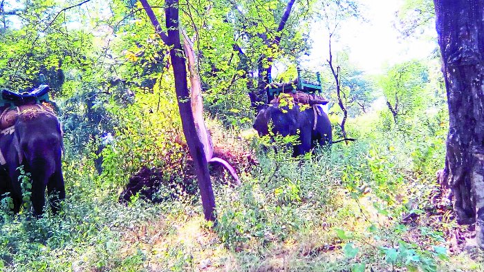 panna tiger reserve booking online drone to monitor tiger movement