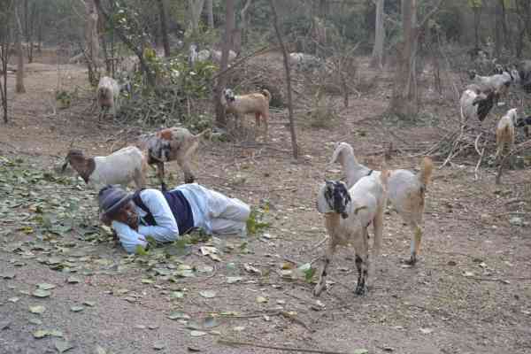 goatherd sleeping in jungle while goats were grazing