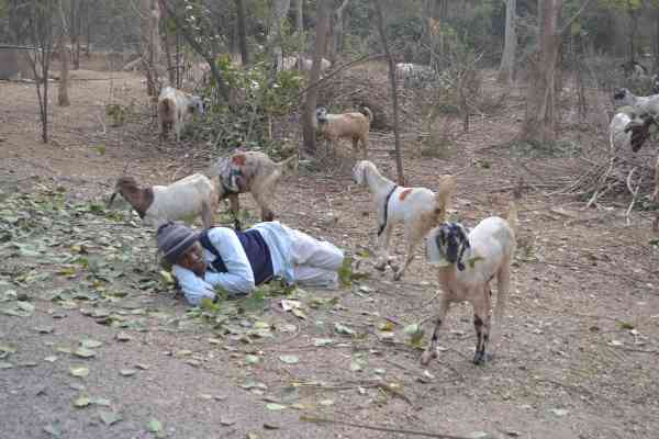 goatherd sleeping in jungle while goats were grazing