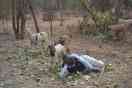 goatherd sleeping in jungle while goats were grazing