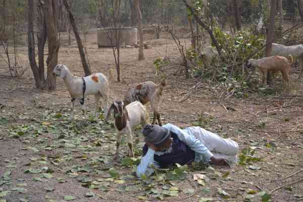 goatherd sleeping in jungle while goats were grazing