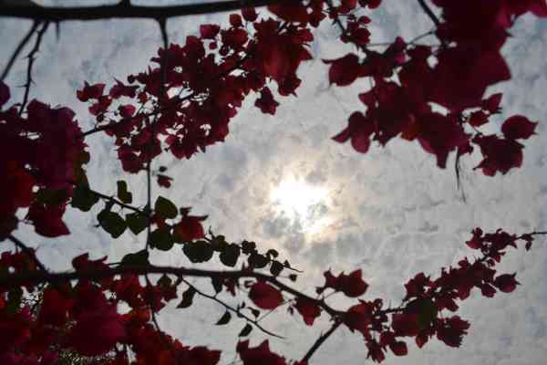 Beautiful flowers bursting in autumn season