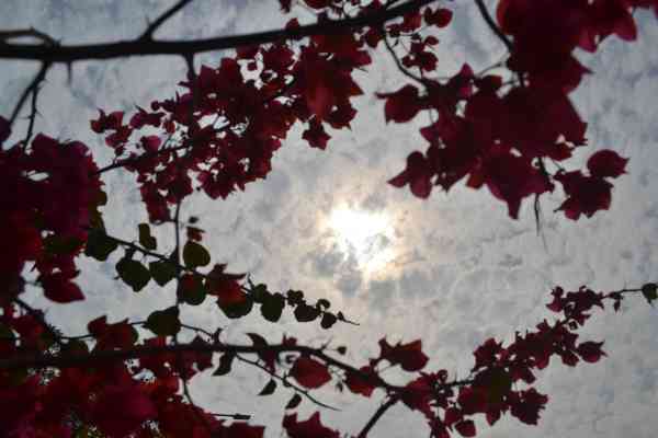 Beautiful flowers bursting in autumn season