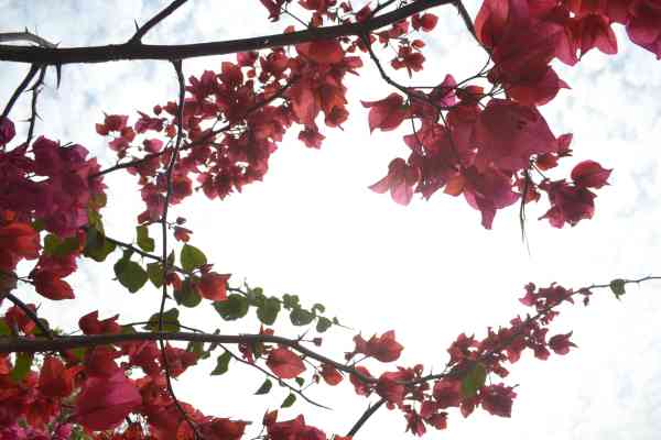 Beautiful flowers bursting in autumn season