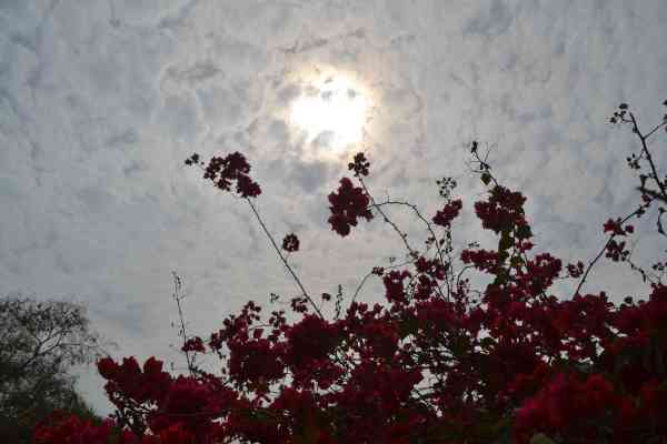 Beautiful flowers bursting in autumn season