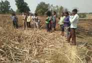 Elephants waste crops