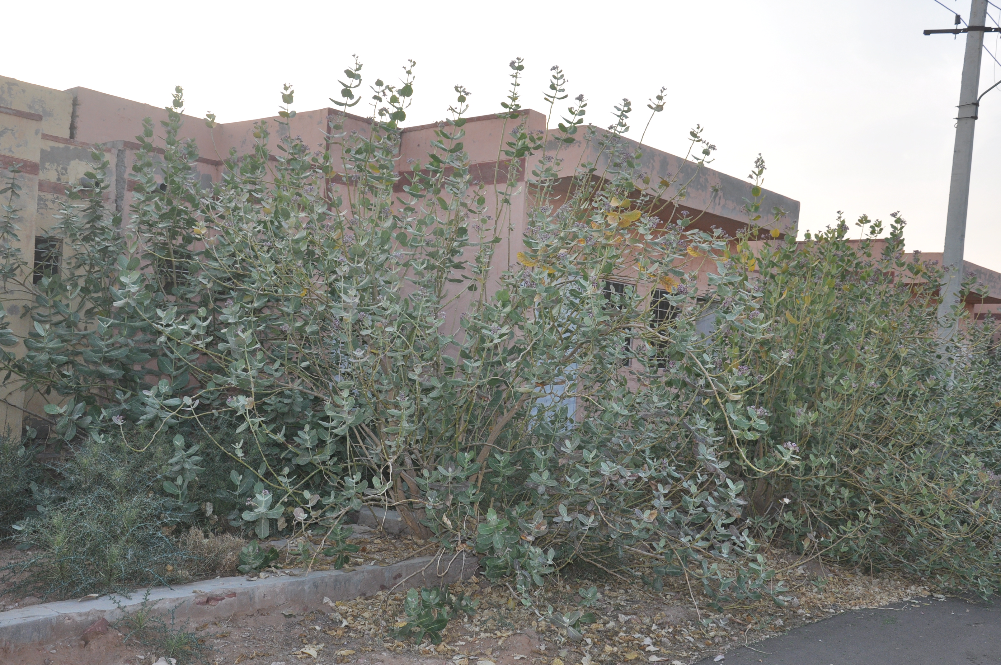 Nagaur housing board news