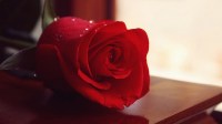 rose day
