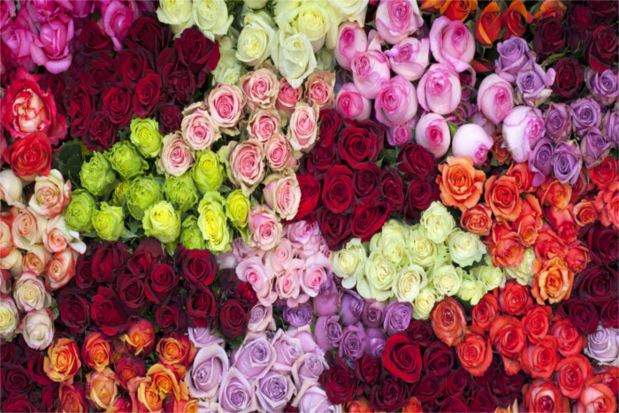 Rose Day 2018: Valentines Week know the Importance of each rose colour