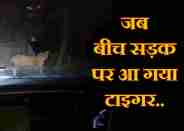 टाइगर 