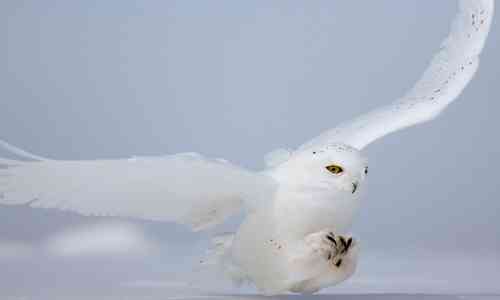 unique identity,Arctic,Winona Ryder,snow,hunter,unique,Owl,arctic ice,the Arctic,