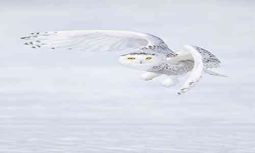 unique identity,Arctic,Winona Ryder,snow,hunter,unique,Owl,arctic ice,the Arctic,