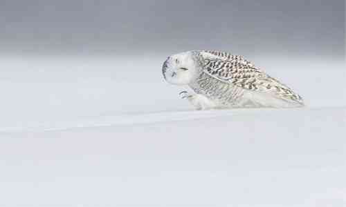 unique identity,Arctic,Winona Ryder,snow,hunter,unique,Owl,arctic ice,the Arctic,