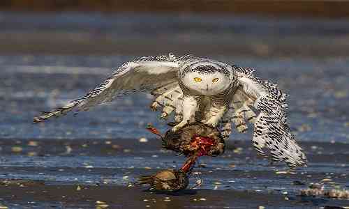 unique identity,Arctic,Winona Ryder,snow,hunter,unique,Owl,arctic ice,the Arctic,