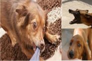 dogs