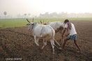 peanut farming in jodhpur