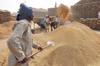 wheat in mandi