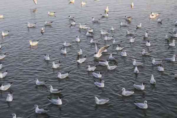 people gathered to enjoy bird fair festival at anasagar lake
