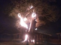 Fire in tree