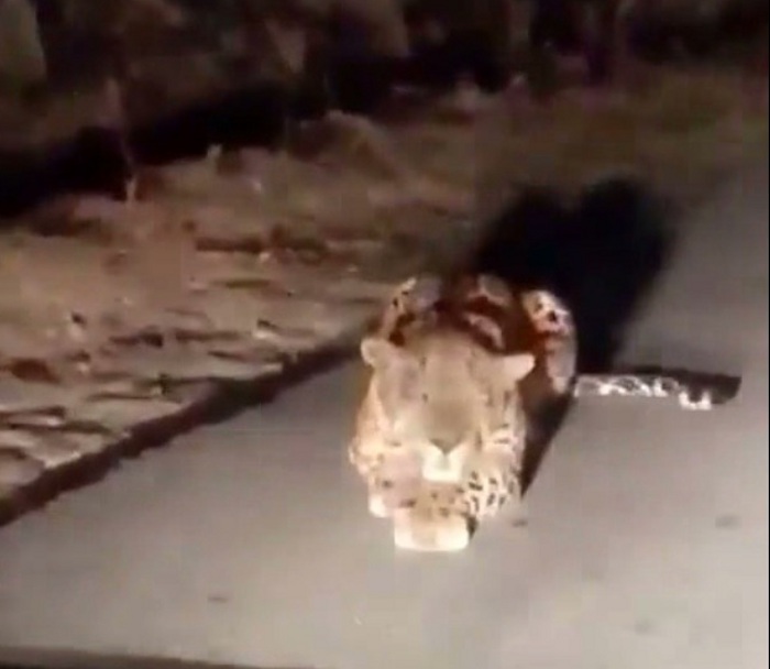 Panther In Kota Thermal