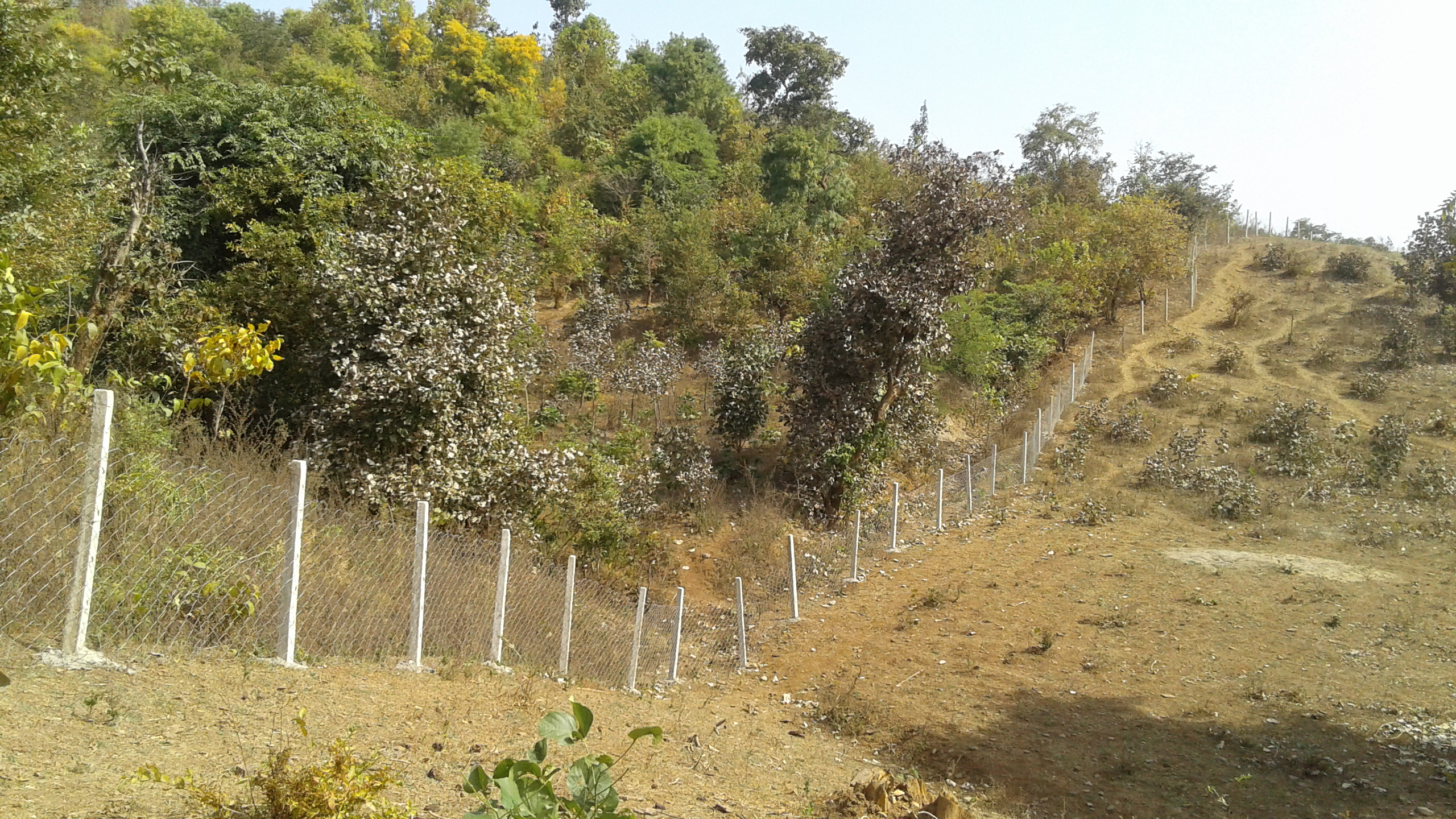 Forest Department planted plantation in July-August dried up