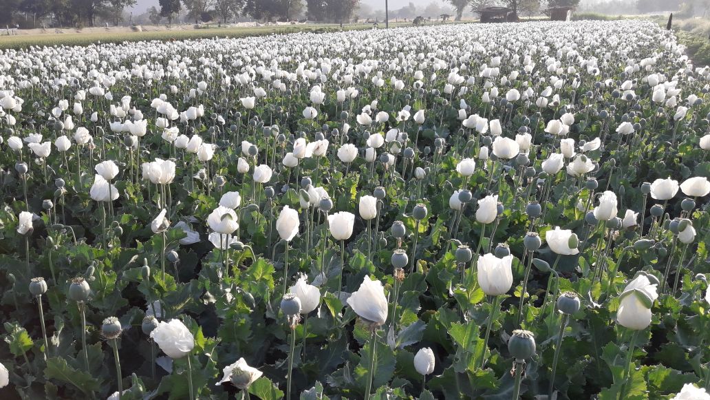 Chittorgarh, Chittorgarh news, Chittorgarh Hindi news, Chittorgarh local news, Chittorgarh news nand lal meena, Opium cultivation, Opium Cultivation in Rajasthan, opium, opium sale in Rajasthan, Opium smuggler, Opium news, Opium smuggling, opium smugglers, Narcotics Department ahead in metering, backward in prevent smuggling