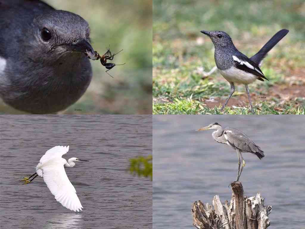 beautiful pics of migratory birds