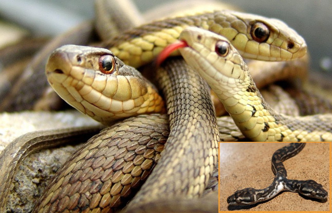 Secrets and myths about snakes