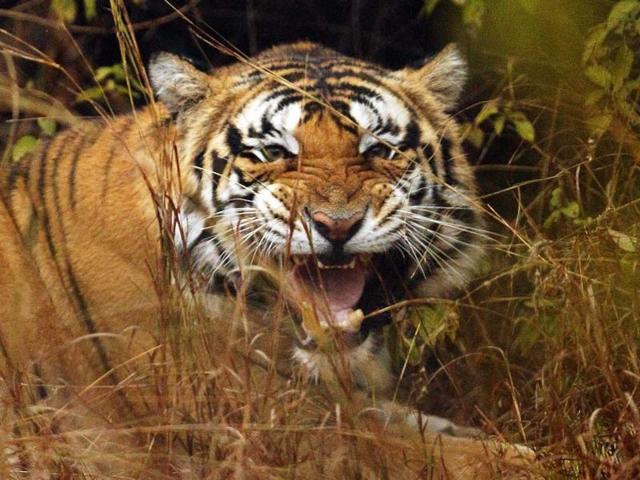 In Madhya Pradesh Now here Death of tigress
