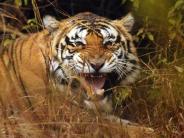 In Madhya Pradesh Now here Death of tigress