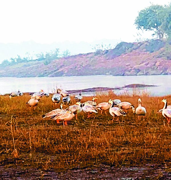 Foreign Birds Coming To madhya pradesh india