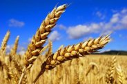 Wheat