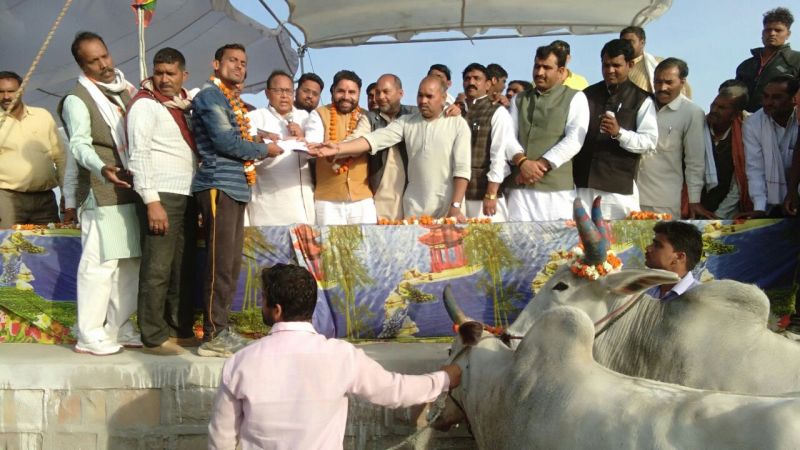 kalyan-singh-wandered-bullock-cart-got-11-thousand-rupees