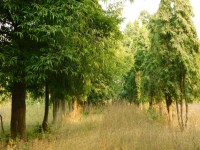 Nursery will now be ready for training of forest staff