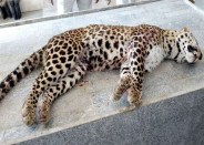  leopard