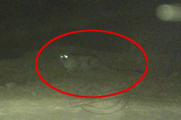 Bhilwara, bhilwara news, Panther stopped road in bhilwara, Latest news in bhilwara, Bhilwara News in hindi, Hindi News in bhilwara, Latest hindi news in bhilwara