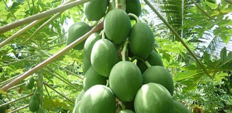  papaya