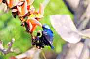 Nature made Jugal makeup