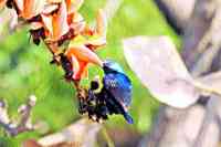 Nature made Jugal makeup