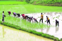 उम्मीदों पर फिर गया पानी, किसान के पैसों से बीमा कंपनियां हो रही मालामाल, पढि़ए खबर...