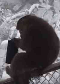 China,social media,money,viral video,monkey,blew,Purse stolen,stole,