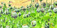 After smuggling, poppy cultivation