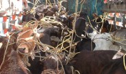 So this dhaba was smuggled cattle