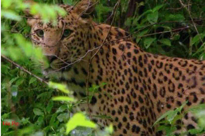 Bhilwara, bhilwara news, Panther did the hunting of goats in bhilwara, Latest news in bhilwara, Bhilwara News in hindi, Hindi News in bhilwara, Latest hindi news in bhilwara