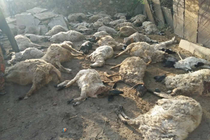 Bhilwara, bhlwara news, 48 sheep dead in closed enclosure in bhilwara, Latest news in bhilwara, Bhilwara News in hindi, Hindi News in bhilwara, Latest hindi news in bhilwara
